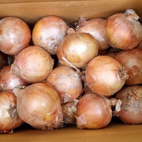 [디어푸르츠] 국내산 양파 잘말려 단단한 무안 햇 양파, 1박스, 3kg(소)