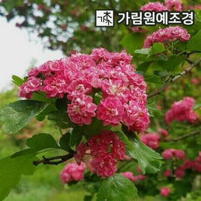 산사나무 홍화산사 묘목 4년생 개화주 가림원예조경, 1개