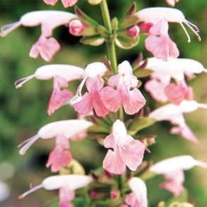 샐비어 썸머쥬엘 핑크 세이지/사루비아 (꽃씨앗/10립)Salvia Summer Jewel