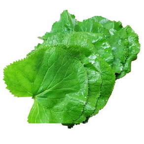 강원 정선 곰취나물 1kg 곤드레나물 2kg 선택구매 고랭지 수확, 1개