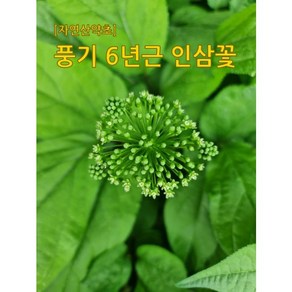 우리나라 최초인삼 재배지역 풍기 6년근 인삼꽃 건재(100g), 100g, 1개