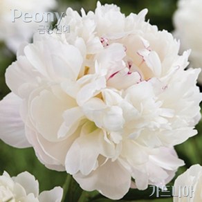 작약(Peony) 숙근 입고 가데니아(2~3촉) 금강원예, 1개