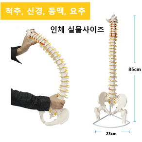 척추모형 인체 1:1실물사이즈 신경 동맥 요추, 1세트