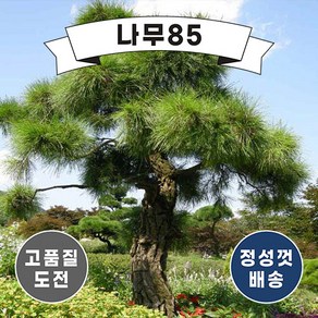 (나무85) 황피금송 접목1년, 1개