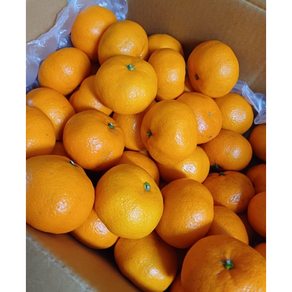 [고당도] 선별 12브릭스 제주 감귤 타이백 가정용 제주산 서귀포 귤메달, 1박스, 3kg