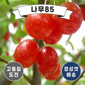 (나무85) 보리수 나무 묘목, 1. 왕보리수 삽2, 1개