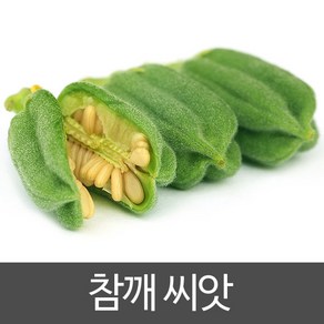 참깨 씨앗 재래종 토종 종자 기름 씨 1000알