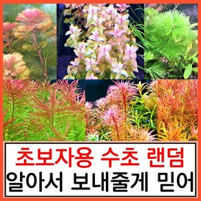 수초하우스) 초보자용 랜덤 수초 세트(알아서 보내줌), 심플세트, 1개