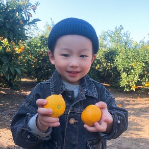 햇살담아팜 제주 노지감귤 조생귤 고당도 보장 산지직송 맛있는 귤