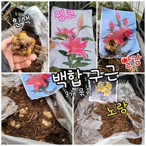 백합구근 흰색 노랑 적색 분홍 3개묶음 색상는 메세지 특 공기정화식물/미세먼지/공기정화효과 공기정화식물