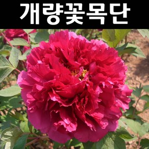 개량꽃목단 (조의) 개화주 5~6지 화분1개