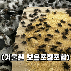 [청년밀웜] 대귀뚜라미 파충류 양서류 먹이 쌍별귀뚜라미 대 사이즈 25 50 100 200, 25개, 1g