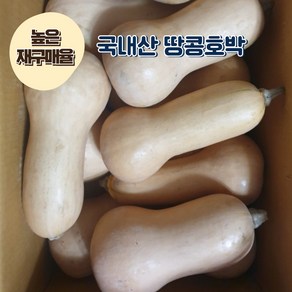 [재구매율 높음] 잇모어웰 국내산 산지직송 땅콩호박 버터넛스쿼시 단호박, 1박스, 1.5kg