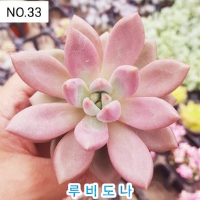 다육식물- 희귀 다육 100가지 모아보기, [NO. 33] 5.5cm 포트, 1개