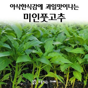 [모종심는아빠] 아삭한식감과 과일맛나는 미인풋고추 모종, 모종3개