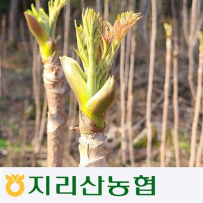 [지리산농협] 지리산 참두릅(산두릅), 500g, 1세트