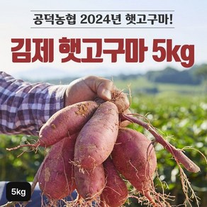 2024년 김제 햇 밤고구마 5kg1박스[34486303]