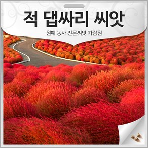 적 댑싸리 씨앗 댑사리 종자 댑싸리씨 뎁싸리 1000알