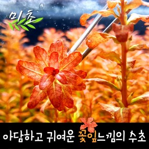 [미초] 루드위지아 sp. 기니아 수초 3촉 / 유경 수초 / 초보자 수초 / 어항 수초