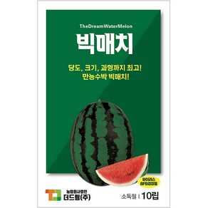 더드림 [빅매치] 수박씨앗 수박종자 / 저온기에 뛰어난 대과종 수박씨, 1개