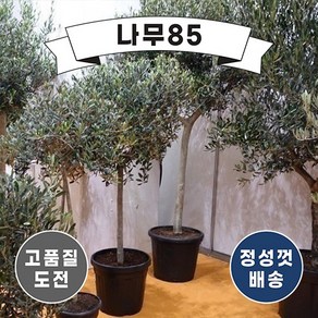 (나무85) 올리브 스탠드형 키 60cm 내외