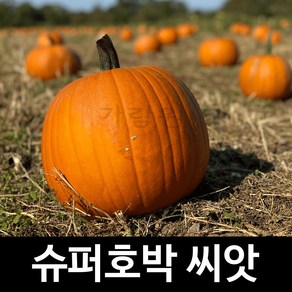 미국장원 슈퍼 호박 씨앗 채소 종자 야채 씨 5알, 1개