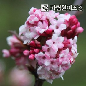 묘목/올분꽃 다운(Dawn) 키80~100cm 개화주(분) TD752, 1개