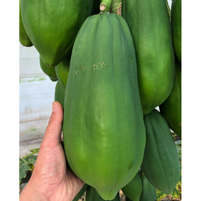 프리미엄) 샐러드용 그린 파파야 1kg 3kg 5kg / 그린파파야 쏨땀 쏨땀재료 geenpapaya 파파야과일 과일파파야 papaya Papaya, 1개