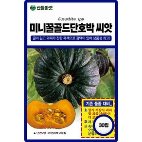 산들마켓 미니꿀골드 단호박 씨앗 10립 과 크기가 다소크고 속색이 진한 미니 단호박 고급 품종, 1개