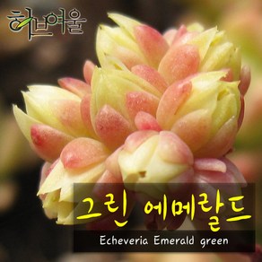 허브여울다육 그린에메랄드 지름 9cm 소품화분, 1개