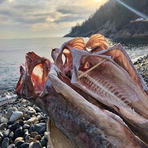 자연해풍 거제도 반건조대구 1마리 건대구, 2.토막대구, 1.중-60~70cm, 1개