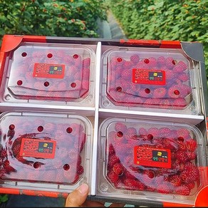 [우연팜] 제철과일 국내산 산딸기 생과 특품, 1개, 500g(산딸기 생과 특품)