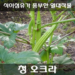 [해피플라워] 봄 여름 파종 건강 채소 오크라 씨앗 300립 (청오크라 / 적오크라 선택옵션), 1개