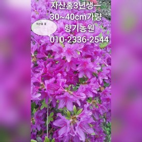 철쭉 묘목20주(영산홍 자산홍 백철) 30~40cm가량판매, 자산홍-분홍꽃, 20개