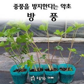 [모종심는아빠] 풍을 예방하는 약초 방풍모종