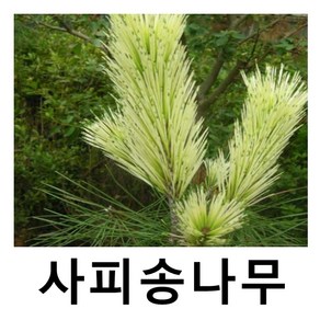 사피송나무 묘목 소나무 접목1년, 1개