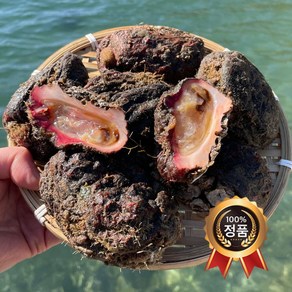 [최상급] 통영 제철 자연산 돌멍게, 1박스, 1kg