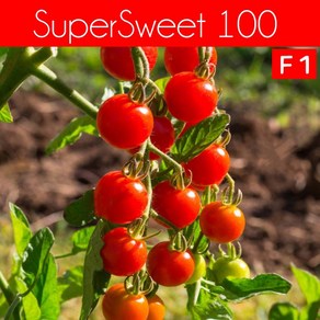 슈퍼스위트 100 SupeSweet 100 방울토마토 달콤한 희귀토마토 교육체험용 세트, 1개