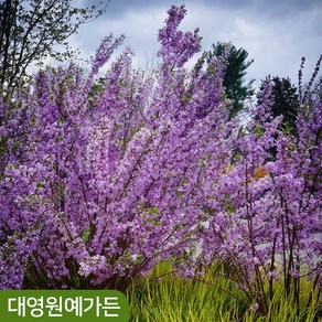 팥꽃나무 외목대 개화주 봄꽃, 1개, 키120cm 포트 (외목대)