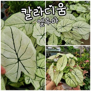 칼라디움 엘루마 중품 003특 랜덤 공기정화식물/미세먼지/공기정화효과 공기정화식물, 1개