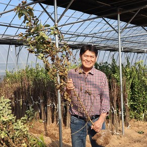 사과나무 묘목 3년생 기둥사과 결실주