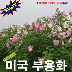 (희귀씨앗) 노지월동 미국부용 (부용화) 10립