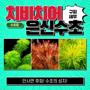 [수초킹] 치비치어 은신수초 3종 3종 15촉(자이언트암브리아2촉+인디카10촉+쿠바3촉) / 초보 수초 구피 어항 꾸미기, 2세트