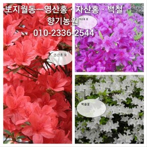 철쭉 묘목 3년생(영산홍 8주 자산홍 8주 백철 8주) 총24주 1박스구성