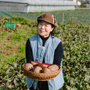 제주 햇 레드비트 산지직송 당일수확, 1박스, 5kg