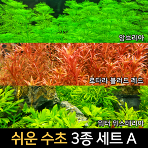 [수초인] 쉬운 수초 3종 세트 A (이끼 달팽이가 없는 수초) (무료배송) (구피 새우 물고기 어항 은신처 초보 쉬운 기본 수초), 1개