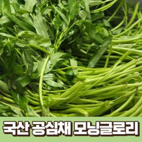 국산 공심채 모닝글로리 1kg 국내산 농장 산지 직송 공심채 베트남채소 모닝글로리볶음 공심채볶음 베트남야채 태국요리 태국음식 특수채소