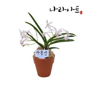 [나라아트] 자홍선(색화) 풍란 동양란 난, 1개