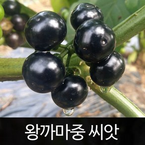 왕까마중 씨앗 까마중 종자 약초 토종 채소 50알, 1개