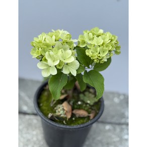 차이니스 스노우볼 눈송이꽃 15cm 화분묘 묘목 (포트묘), 초록색 흰색, 1개